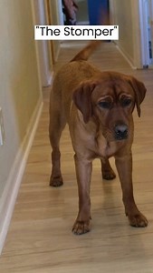 She can really dance | Ruby the Labrador