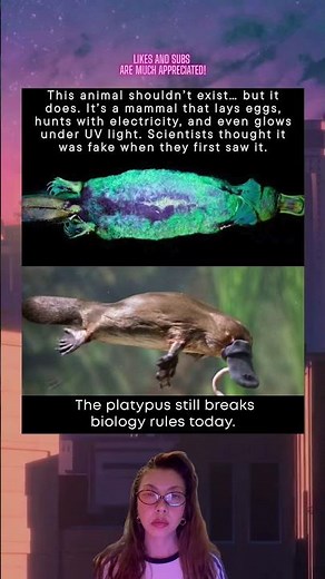 The Platypus Breaks Every Rule of Biology