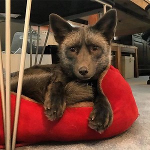 This grey fox has found his forever family 💞 | Naturee