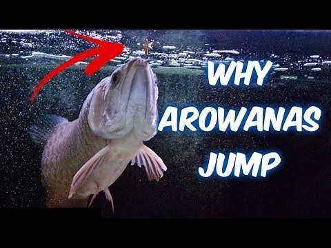 Why Arowana JUMP and How to PREVENT INJURY