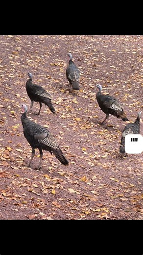 Ruth Papazian on Reels