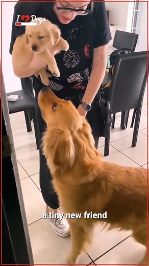 Meeting your new best friend for the first time 😍 | iHeartDogs