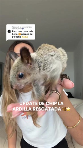 Respuesta a @DaniaFuentes🇸🇻 otro update de chip🐿️🥹 ya está super travieso y loquitooooo #ardilla #rescateanimal #ardillasbebes #rescate