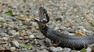 Why people are wrong about cottonmouths - the venomous snake that can turn defensive fast