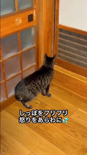 姉妹で大喧嘩した後に起こした姉猫の行動とは⁉︎#shorts #猫 #喧嘩 #まさかの結末