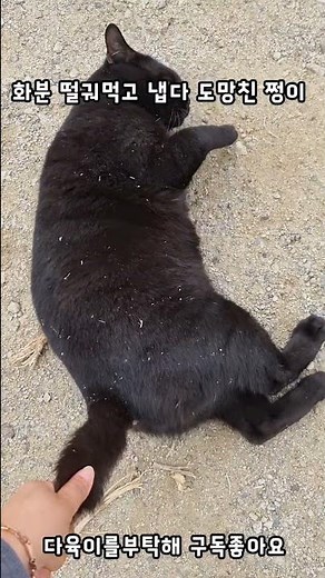 너너너! 엄마 화분 깨고 도망간 쩡이!