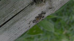 Free video - Nature, Insects, Ants, Spider