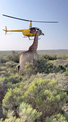 Immobilising a Giraffe and getting it to walk into a trailer is no small task. It requires team work, skill, a bit of luck and the right equipment😉 Firstly, the Giraffe is darted from the helicopter with an overdose of Thiafentanil and Medetomidine. No tranquilliser is used in the Giraffe immobilisation because we need to be able to completely reverse the effects of the drugs to be able to safely walk the animal into a trailer. The ground team follows the Giraffe from vehicles through the bush 