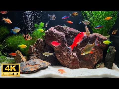 Relaxing Aquarium Fish Tank for Cats | Colorful Fish Around a Rocky Underwater Hideaway | 8 Hours 4K