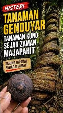 GENDUYAR, TANAMAN LANGKA YANG SUDAH ADA SEJAK RATUSAN TAHUN LALU
