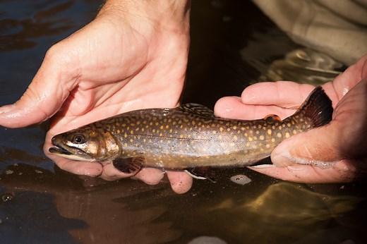 Ready to fish this summer? What to know about North Carolina fishing licenses, cost, discounts