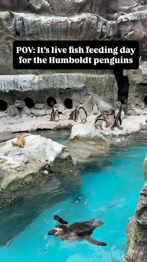 Don’t blink or you might miss them! 🐧💨 Humboldt penguins primarily feed on small fish; here at the Zoo, their diet includes marine and lake smelt, plus the occasional live capelin. These enrichment feedings are a great way to encourage natural hunting behaviors and allow us to observe their incredible adaptations in action! With streamlined bodies built for speed and a special second eyelid that works like underwater goggles, these penguins are perfectly equipped to chase down fast-moving prey