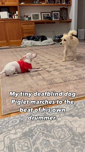 1.3M views · 81K reactions | Maybe it's the red shirt. Hope some of this tiny deaf blind dog's happiness wears off on everyone who needs it. #pinkpigletpuppy #deafblinddog #rescuedog #dogsofinstagram | Piglet, the deaf blind pink puppy. | Facebook