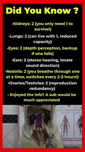 Body Parts You Have More Than One Of ✖️