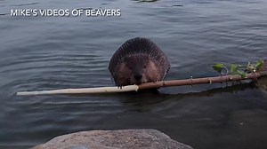A quick video of a beaver chewing on a branch. | Mike’s photos and videos of beavers