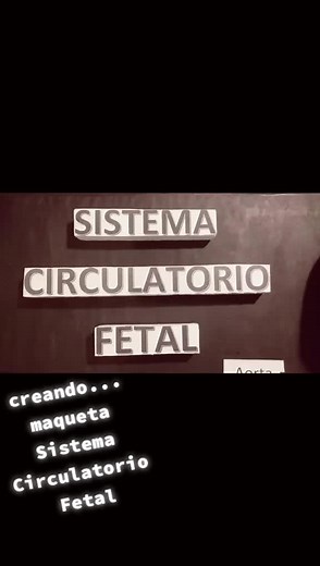 Explore Creative Ways to Craft a Fetal Circulatory System Model