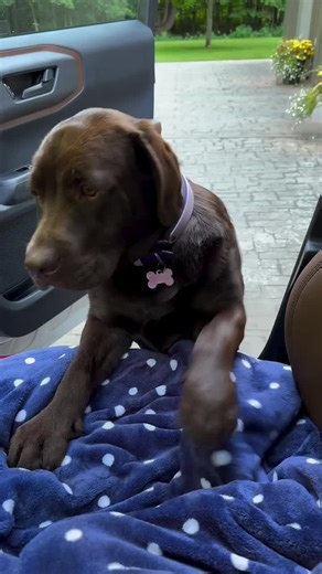 Get Help with Your Labrador Puppy