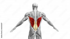 Anatomy of the Latissimus Dorsi Muscles