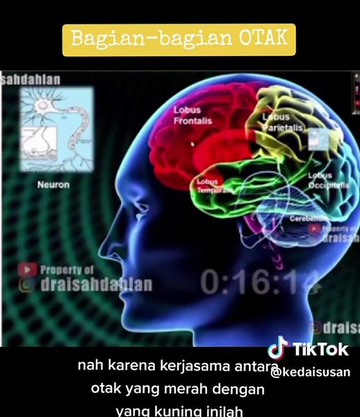 Pentingnya Memahami Fungsi Bagian-Bagian Otak Manusia