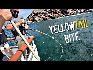 Yellowtail Fishing at Coronado Islands