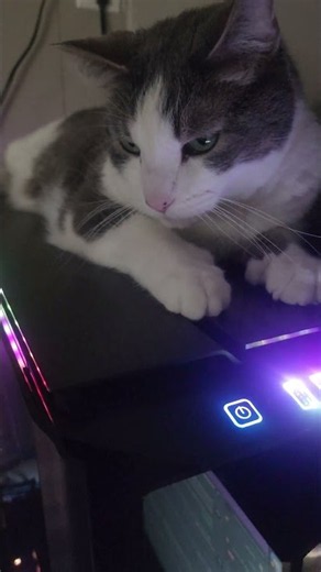 Cat appreciates the Corsair 1000D!