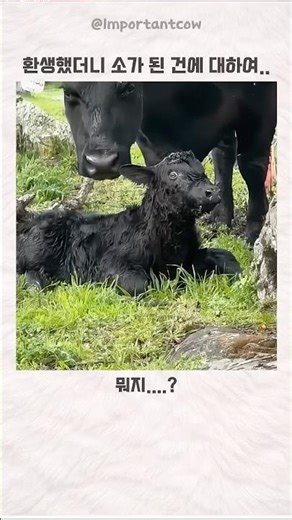 환생햇더니 소가 된 건에 대하여...