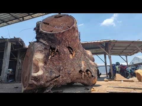 SHOCKING DISCOVERY! Inside an Ancient Oak Tree Stump | Rare Oak Timber Cutting