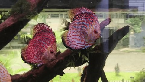 clip-3984875107-close-up-video-showing-pinkish-purple-discus-fish-symphysodon