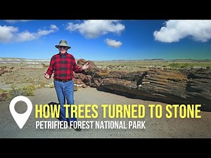 How Trees Turned to Stone | Creation on Location