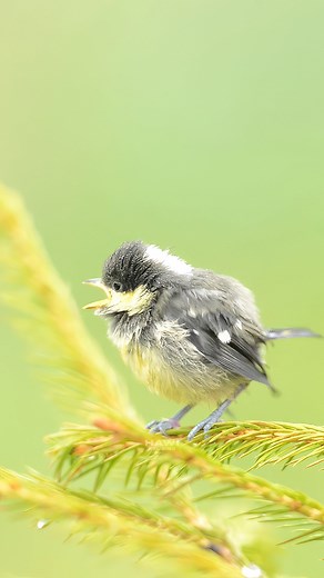 Cute Little Hungry Birdie ID: WIL2aHy #bird #nature #wildlife #wildlifephotography #birdphotography | HAWI Studios