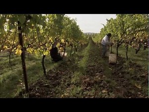 An Introduction to Biodynamic Viticulture