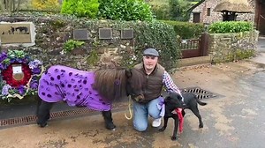 6K views · 253 reactions | After the 2 minutes silence today Patrick the pony and pippa the dog kissed my cheek, Lest We Forget | Spotted Torquay | Facebook