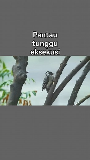 Slowmotion menggunakan fitur gerak lambat pada hp #phonescoping | Ian Chris