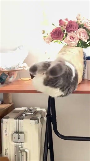 Cat falls with paper bag after climbing inside in Henan, China