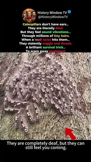 Why Caterpillars "Dance" When You Yell 🐛🔊 #shorts