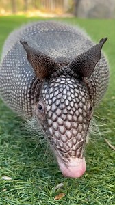 54K views · 1.4K reactions | Meet Xochi, the nine-banded armadillo!...