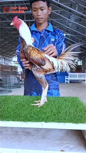 This bro really knows how to treat chickens #ayam #chicken #animals #funny #fyp