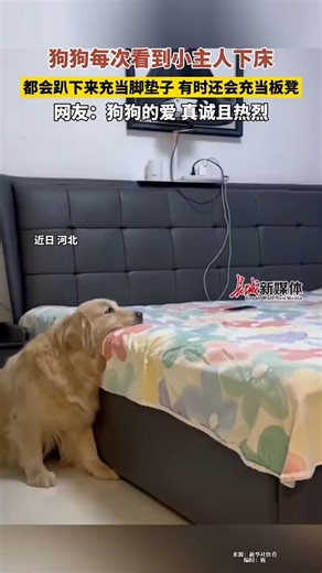 🇨🇳 温暖守护：狗狗甘当“脚垫板凳” 🇬🇧 Warm Guardianship: Dog Becomes Footpad and Stoo