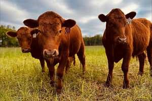Optimizing health qualities of beef: MSU scientists analyzing how nutrients in beef are impacted by what cattle eat