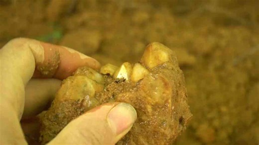 Why Diamond Hill is South Carolina’s gemstone hotspot