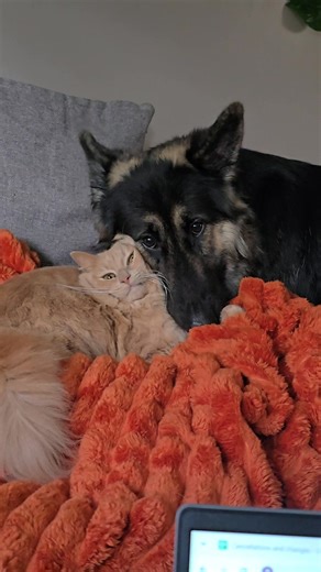 Milo's face says everything after Kyra invaded his personal space 😂 #milo #kyra #cat #dog #germanshepherd #ragdollcat #bestfriends #bestfriendsforever #funnycat #viralchallenge #fblifestylechallenge | Kane Ryan