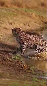 Leopard Gets Pushed?! Warthog Instantly Regrets It 😳🐆💨