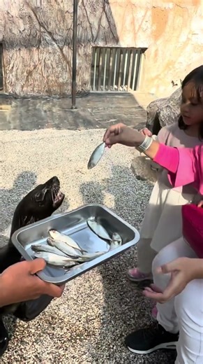 BABY SEALS'S MEALTIME #shorts
