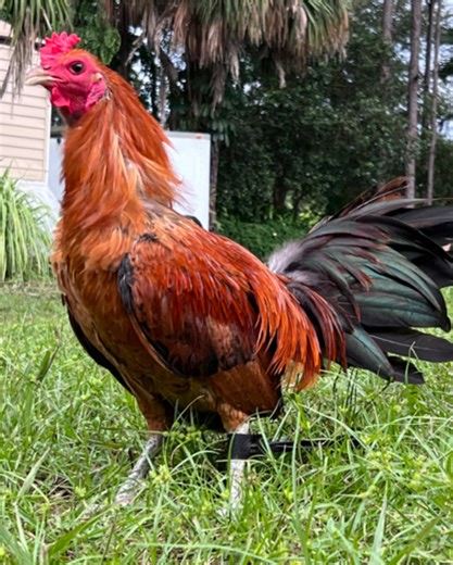 Redquill Gamefowl: 7-Month-Old Hatch Insights