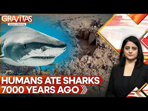 Ancient Humans Ate Sharks 7000 Years Ago, Detailed Evidence Of Diets Of Neolithic Communities