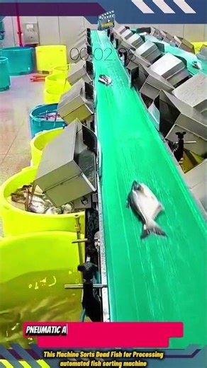 This Machine Sorts Fish for Processing Fast, Clean, and Precise - automated fish sorting machine