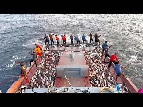 Catching 10 Tons of Skipjack Tuna! Unbelievable Deep Sea Fishing Footage