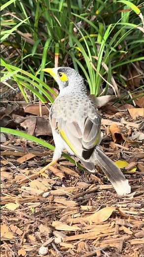 Noisy Miner Bird Hunting in the Garden | Birdwatching Videos of Australian | Birds with Sounds Video