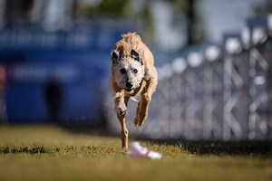 Rescue Pup Beats Out Famously Fast Purebreds in AKC's Fastest Dog USA Race