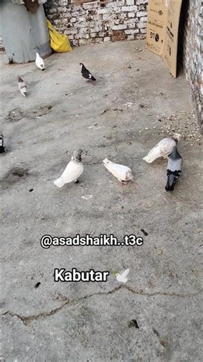 ‪@AsadShaikh-i2p‬ #kabutar 🕊️❤️‍🩹🙏 #viruls #kabootar #love #birds #pigeon #virul #trend